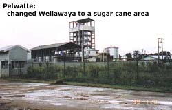 Pelwatte: changed Wellawaya to a sugar cane area