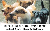 There is love these strays at the Animal Transit Home in Dehiwela