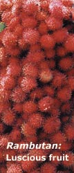 Rambutan : Luscious fruit