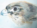 'Falcon's head' by Fatema Moosjee