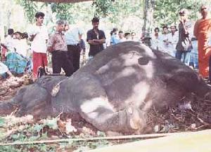 For this elephant - death came from the heavens