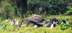 Skin and bone, a dead elephant at the Lunugamvehera Park