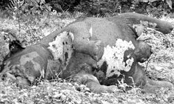 An elephant fallen prey to bullet wounds in Ampara