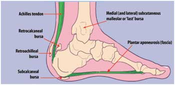 Posterior Calcaneal Spur