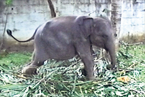 The baby elephant that was recently discovered in captivity