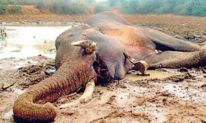 Ravana dead in a muddy water hole