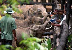 Baby elephants being fed at the Uda Walawe transit home