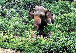 Sighting in 2008: Sinhabahu at Ensellwatte Estate . Pix by Project staff at the Estate