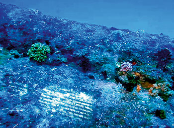 The Hermes wreck is covered in large black corals, with large schools of snapper and barracuda, along with some potato cods and lots of dogtooth tuna