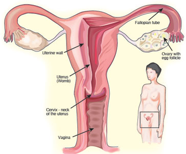 Female Sex Hormones Are Called 57