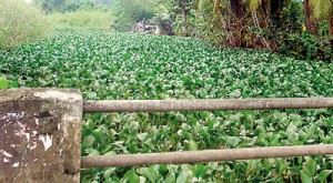 Thick growth of water plants also create  blockages and flooding