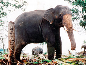 Pinnawala elephants. File photo