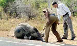 The baby elephant was thrown thirty metres