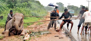 Officials attempting to move the injured she elephant