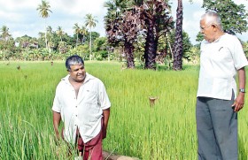 Two Sri Lankan rebels with a cause: Propagating indigenous rice as a counter to climate change