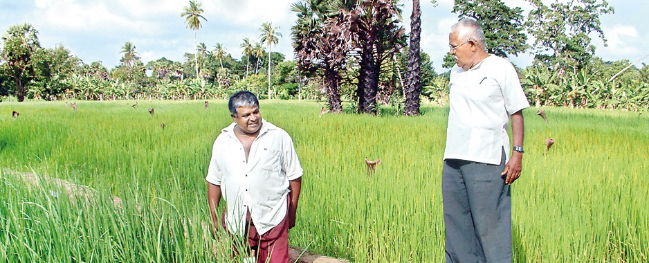Two Sri Lankan rebels with a cause: Propagating indigenous rice as a counter to climate change