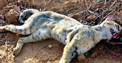 Speeding jeep kills jungle cat