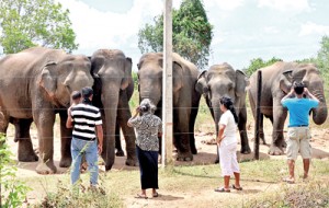 The worst ever drought in several districts has affected not only hundreds of thousands of people but also turned elephants into virtual beggars. Several hungry and thirsty elephants are seen waiting near the fence at Uda Walawe for passersby to give them something to eat or drink. Pic by Mangala Weerasekera.