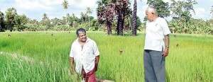 Alex Thanthriarachchi (left) and Charitha Wijeratne at their rice field.