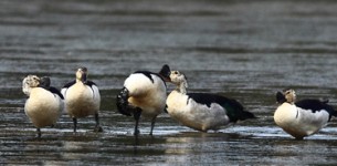 Return of the comb duck