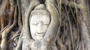 Head-of-Buddha-in-tree-roots