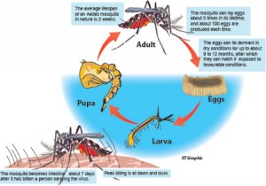 Mosquito-Graphic