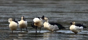 Earlier this month on July 4, 5 and 6 five male comb ducks were spotted by wildlife biologist Vimukthi Weeratunga and research fellow Nishantha Bandara at Maththala water tank. Mr. Weeratunga who photographed the birds said it was an extraordinary sight, but it wasn’t unheard of to see five males together.