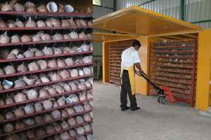 File pic of a coconut processing  factory