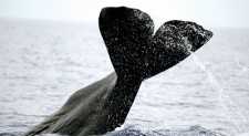 Sri Lanka best chance for sperm whale super-pods