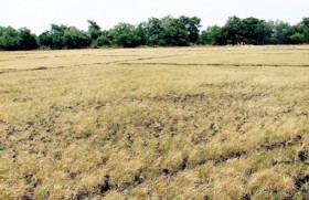 Weatherman has no good news as drought destroys crops