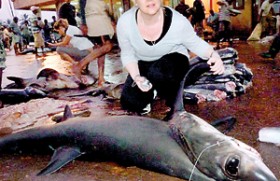 Ban slapped on mackerel shark fishing