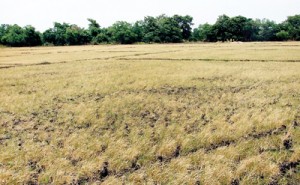 Dried up crops  in Polonnaruwa