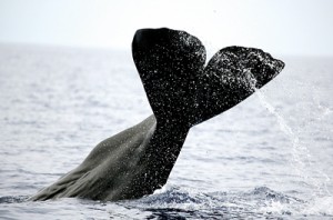 Stunning sight: Sperm Whales off Trincomalee. Pix by Gehan de Silva Wijeyeratne