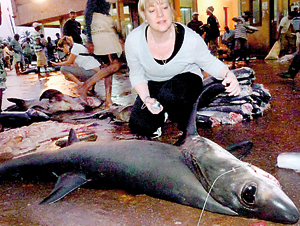 Protected shark at a local fish market