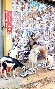 Goats have a paper feast as the poster war builds up in Polonnaruwa.Pic K.G. Karunarathna