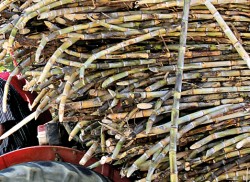 Sugar cane season