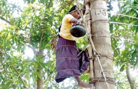 Women go a tapping to make a living