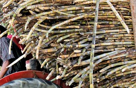 Sugar cane season