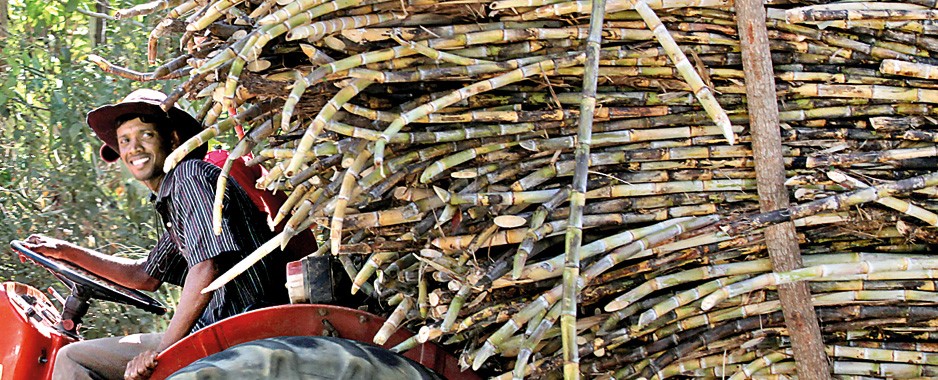 Sugar cane season