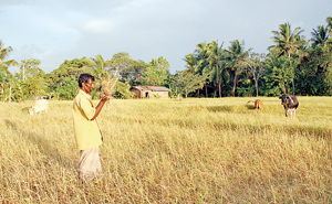 Cattle grazing in abandoned paddy fields