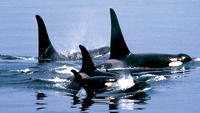 Orcas