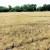 Weatherman has no good news as drought destroys crops