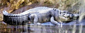 Lolong – the largest 21.3ft live Saltwater crocodile in captivity after it attacked and killed a girl in the Philippines. The croc is regarded as a national treasure there.