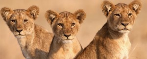 three_lion_cubs