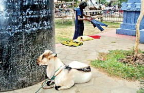 Kovil defiant on animal sacrifice