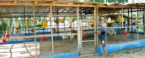 Ajith Marasinghe points to an empty chicken coop- Pix by Susantha Liayanawatte
