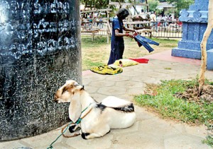A sacrificial goat-in-waiting at the kovil