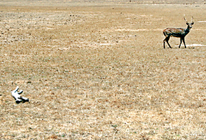 Wilpattu: A deer goes in search of water as another wild animal lies dead.  Pic by Kanchana Ariyadasa