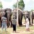 Drought-hit elephants beg for food