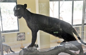 The rare black leopard found in the Sinharaja rainforest. Pix by Shan Bandu Weerasinghe